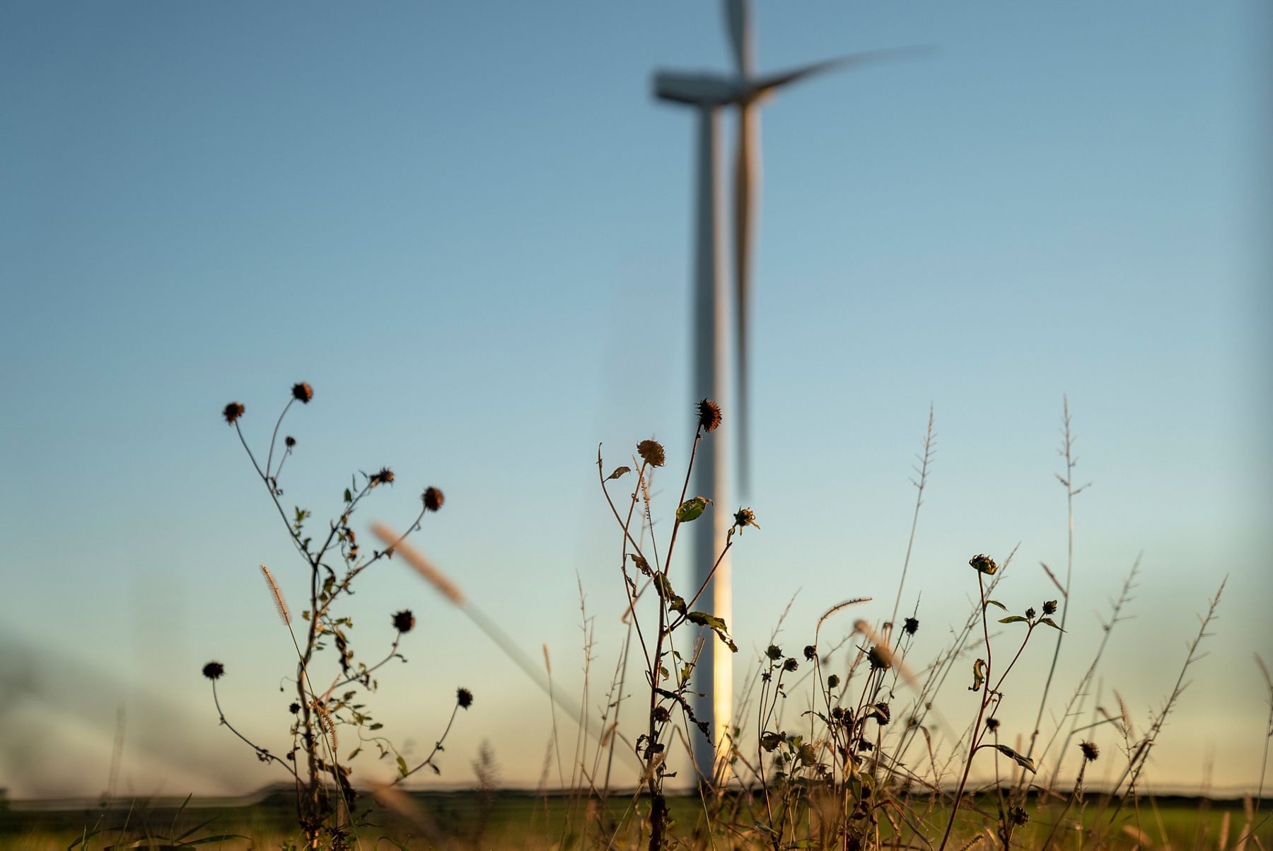 Blurred wind turbine behind dry plants, representing renewable energy.