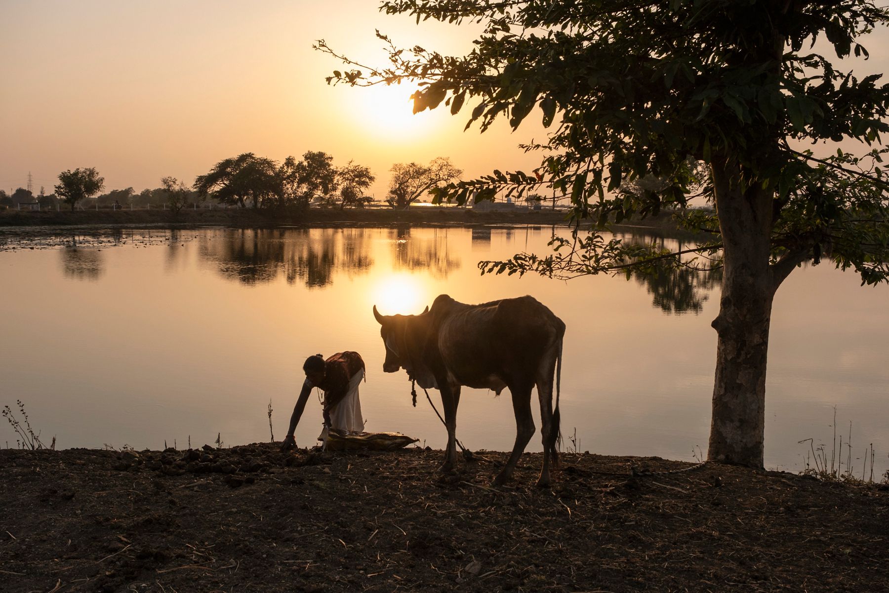Rural landscape at sunset featuring a person and a cow standing beside a calm body of water, with warm golden light reflecting across the scene.