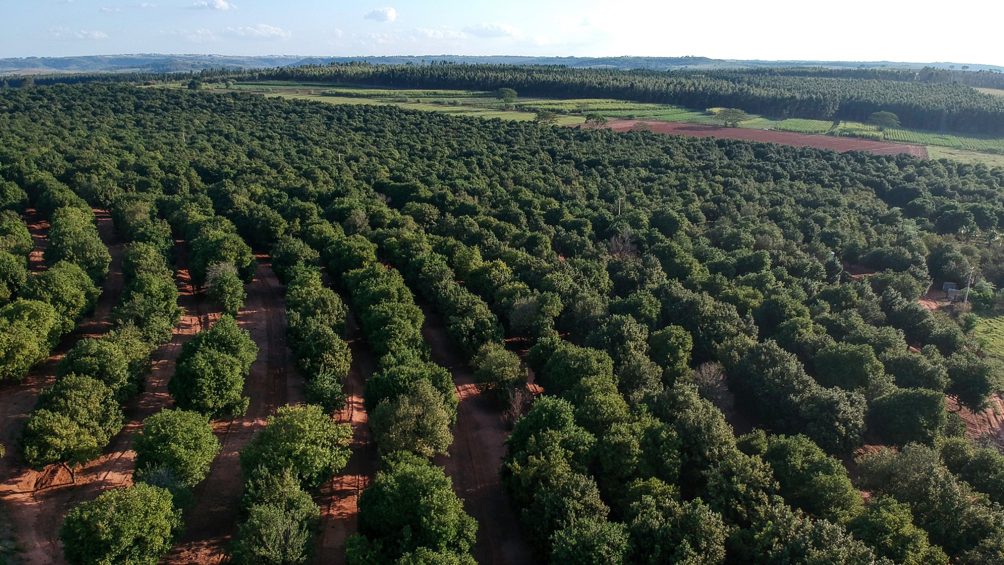 Aerial shot over a macadamia plantation in Brazil