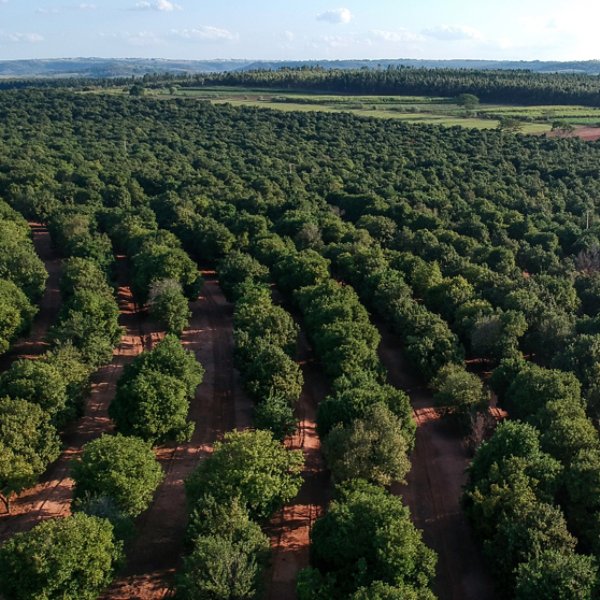 Aerial shot over a macadamia plantation in Brazil