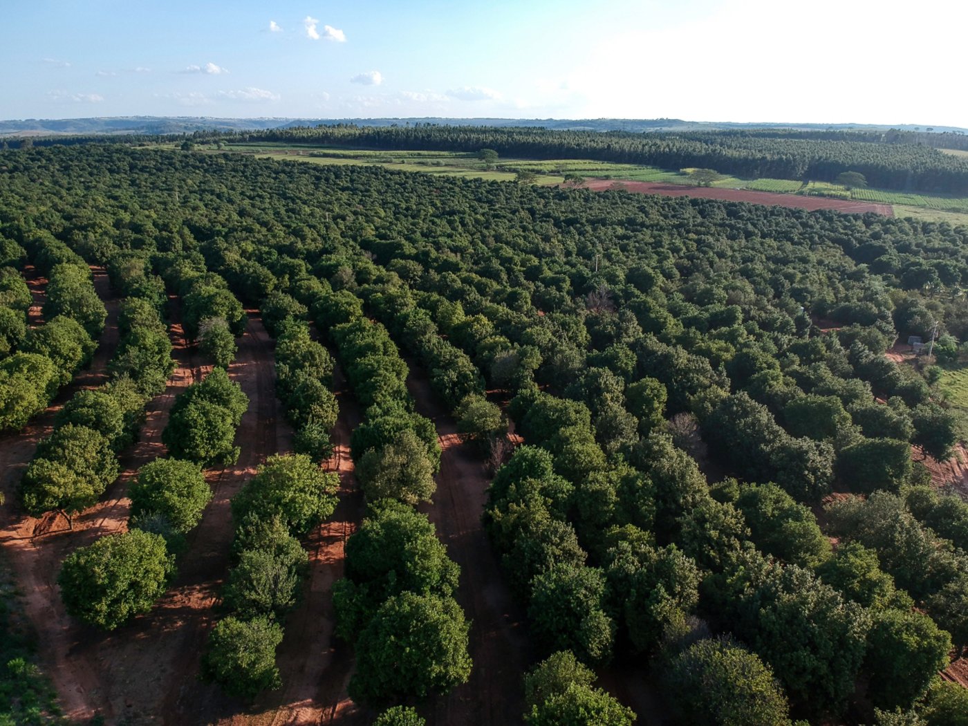 Aerial shot over a macadamia plantation in Brazil