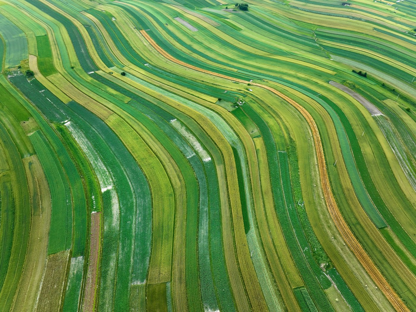 Attractive Aerial view of varied agricultural landscape, rolling narrow fields of different crops, shades of green and yellow. Eastern Europe.
