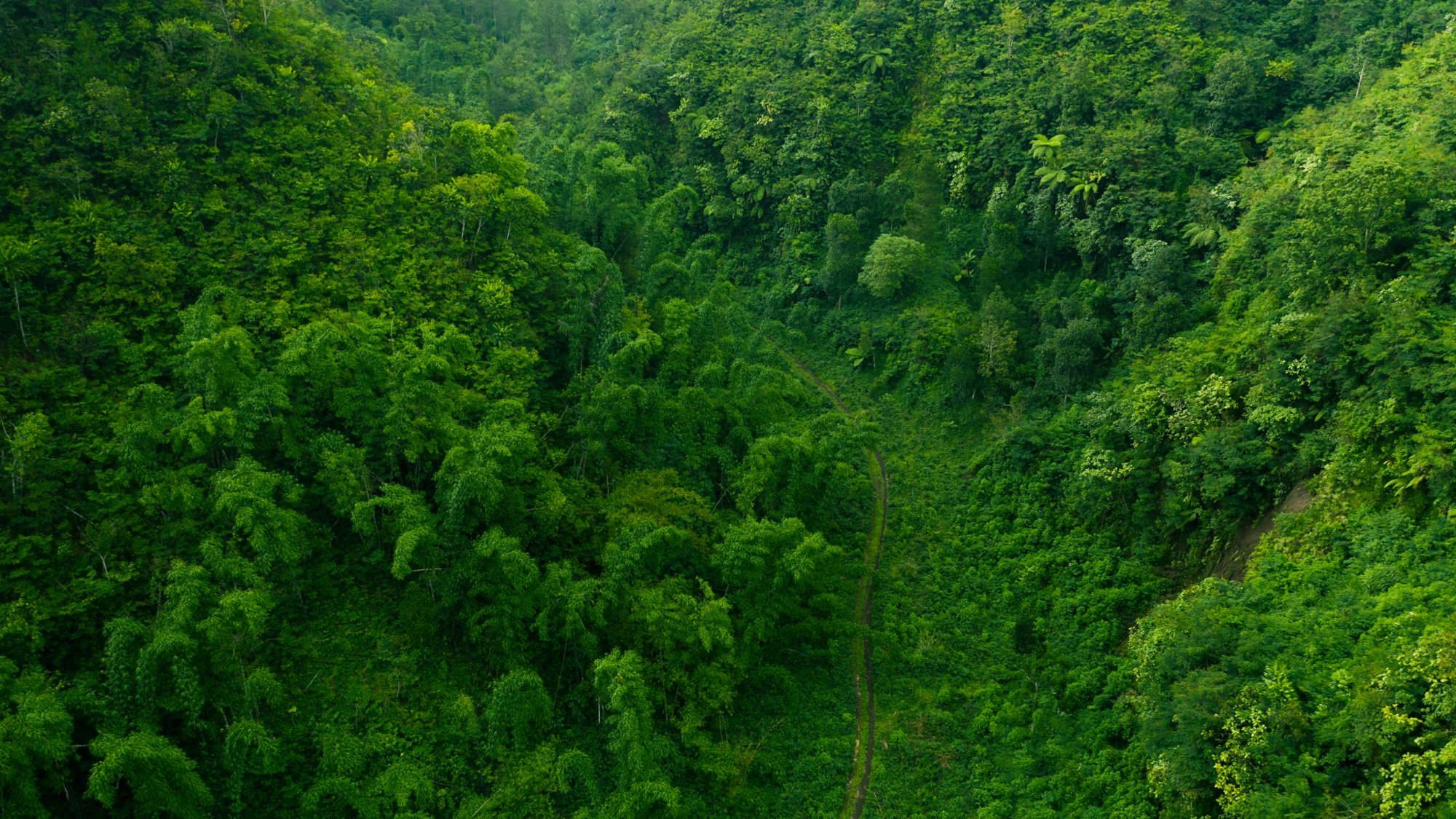 Drone aerial shot of green tropical forest from above.