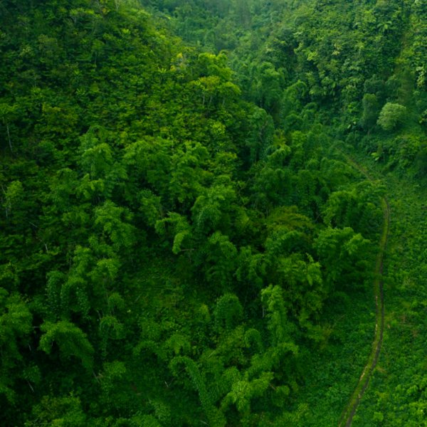 Drone aerial shot of green tropical forest from above.