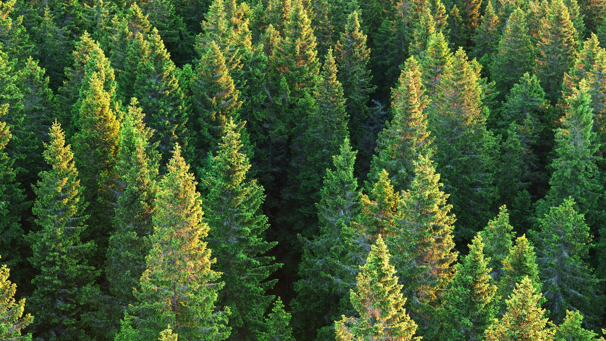 Spruce forest at sunrise. Top of the trees brightened by early morning sunlight.