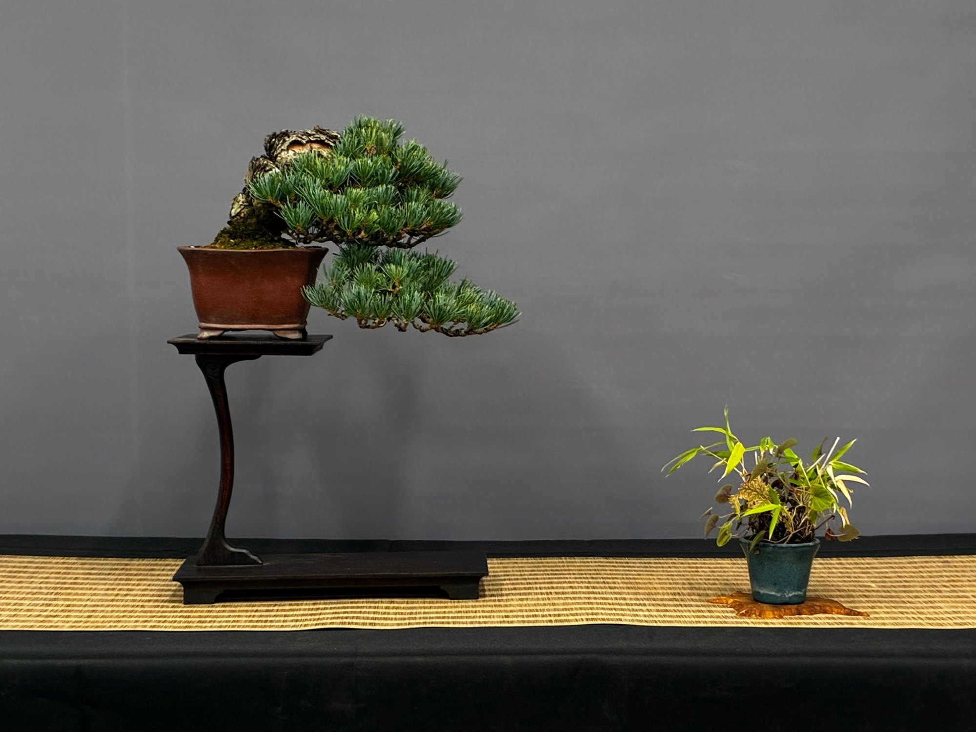 Luis Aused Bonsai