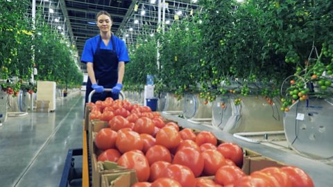 Build an agile supply chain - Tomatoes on the supply chain path from growth to grocery store