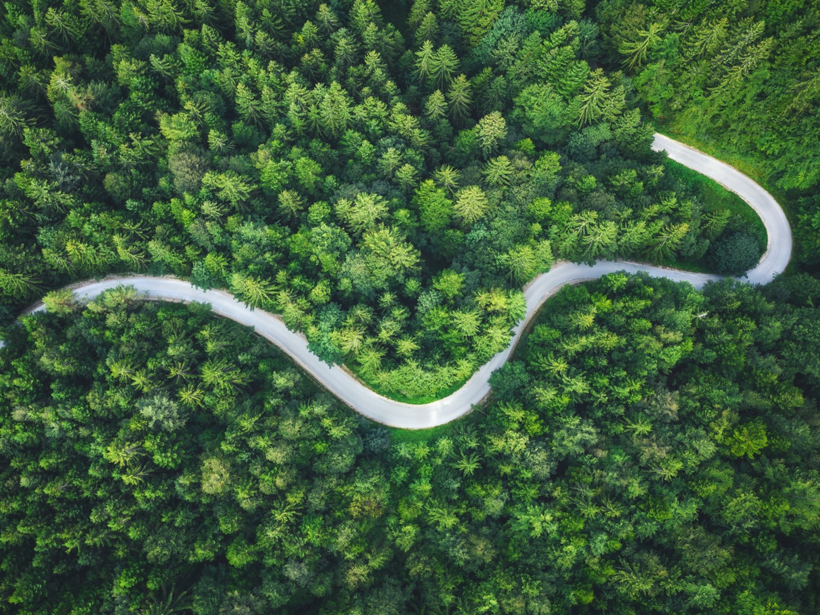 Idyllic winding road through the green pine forest.