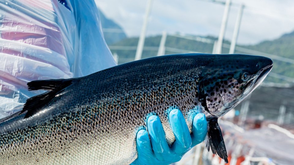 fish farm worker holding a salmon