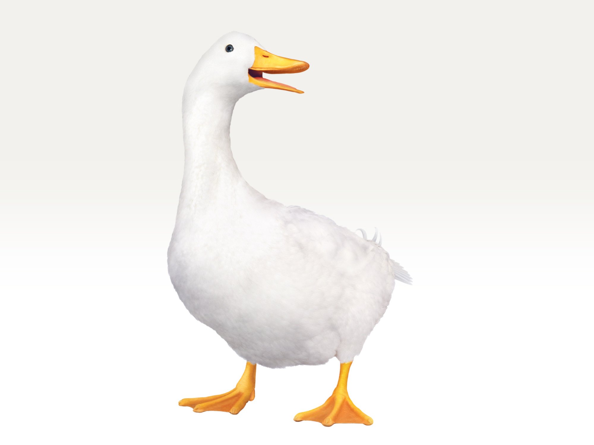 Aflac duck horizontal