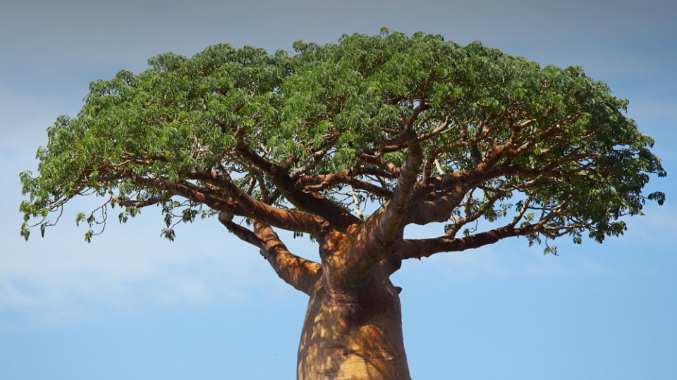 Closeup of the top of a tree