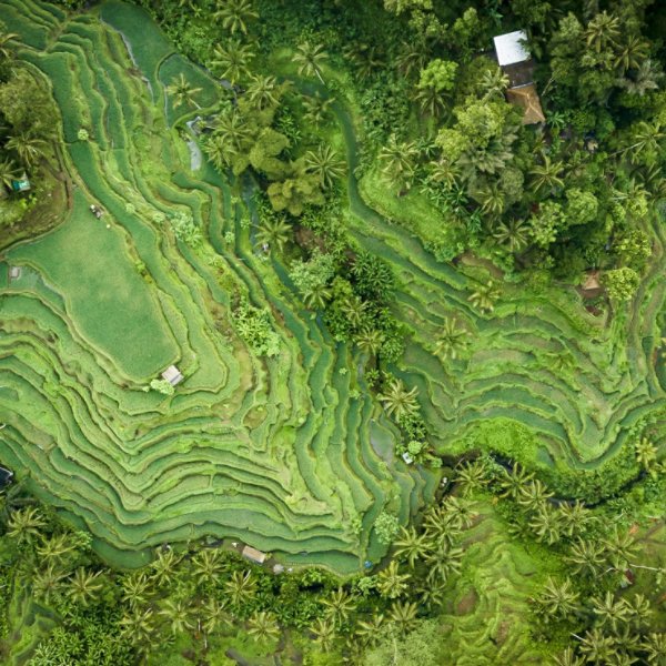 Aerial view of the vibrant, stepped terraces of Tegallalang Rice Fields interweave with lush jungle greens, Ubud Jungle Swing, Bali, Indonesia.