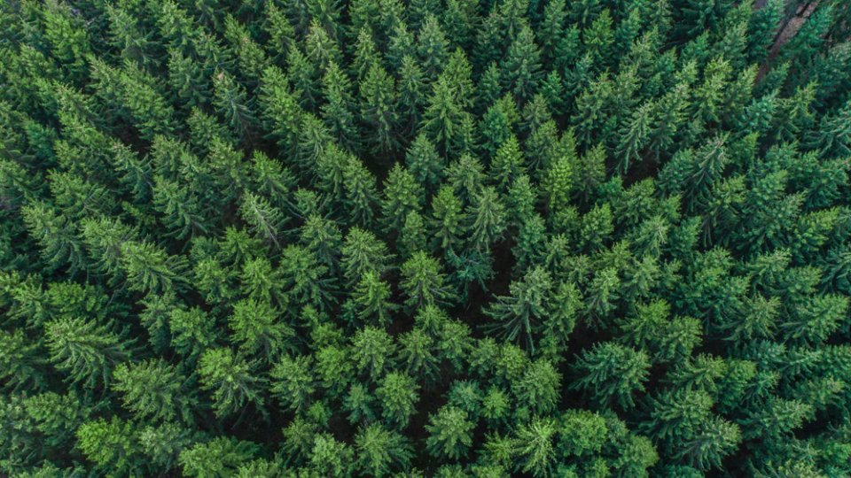 An aerial perspective captures a dense expanse of evergreen trees forming a uniform forest canopy. The tops of the trees create a textured pattern of green needles stretching across the frame. The scene emphasizes natural wilderness, symmetry, and the repetition of tree shapes. Overall, the image conveys a sense of untouched nature and environmental richness.