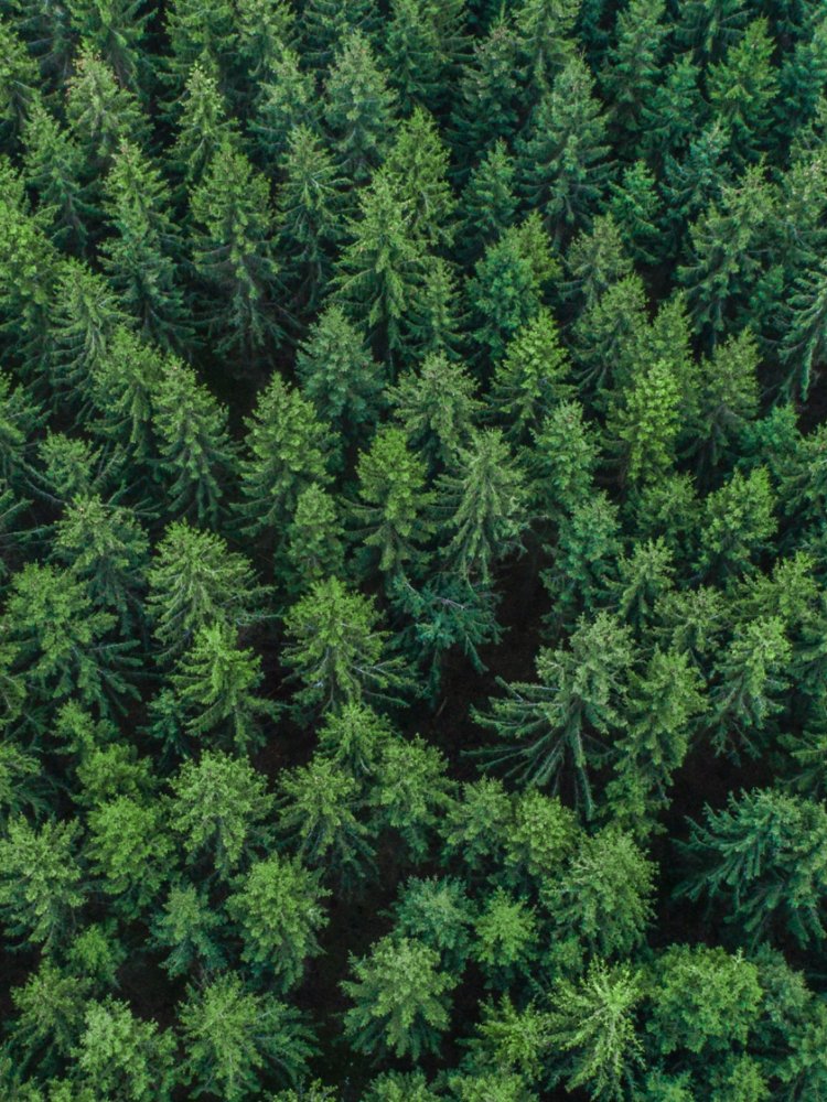 An aerial perspective captures a dense expanse of evergreen trees forming a uniform forest canopy. The tops of the trees create a textured pattern of green needles stretching across the frame. The scene emphasizes natural wilderness, symmetry, and the repetition of tree shapes. Overall, the image conveys a sense of untouched nature and environmental richness.