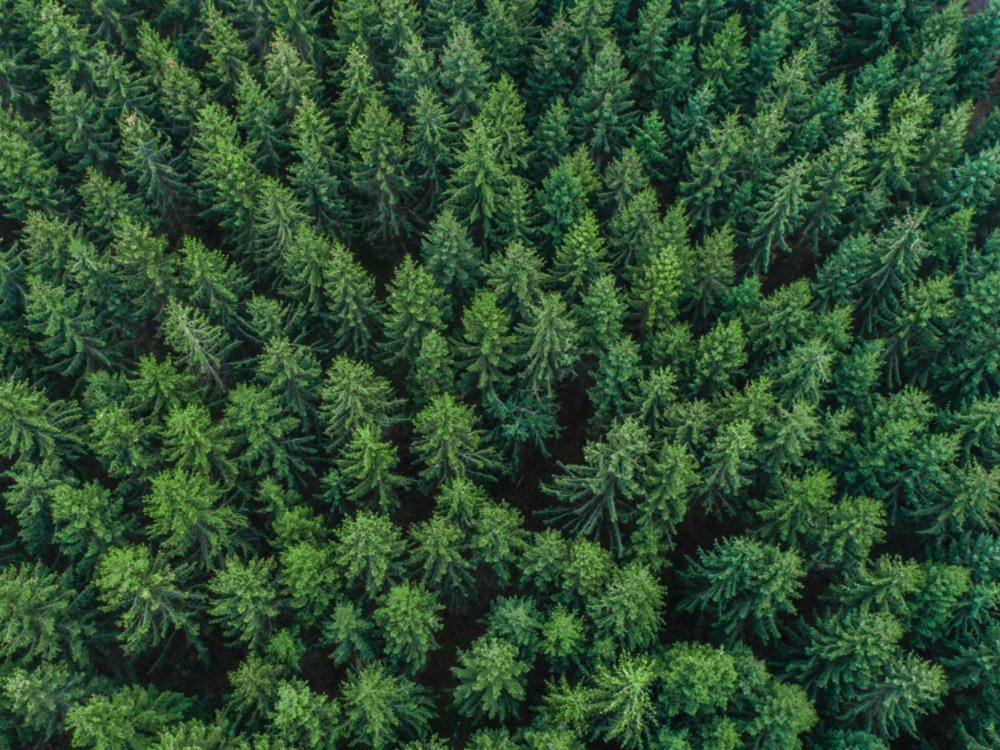 An aerial perspective captures a dense expanse of evergreen trees forming a uniform forest canopy. The tops of the trees create a textured pattern of green needles stretching across the frame. The scene emphasizes natural wilderness, symmetry, and the repetition of tree shapes. Overall, the image conveys a sense of untouched nature and environmental richness.
