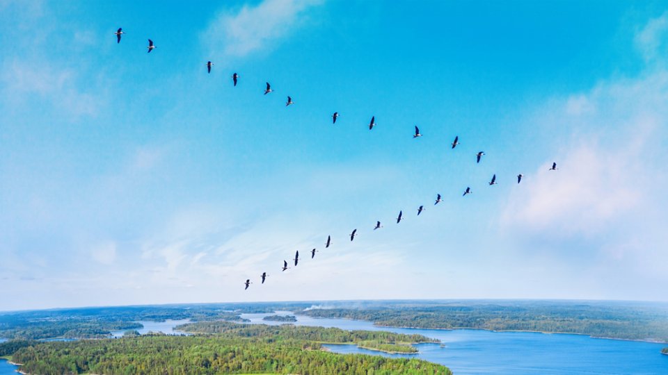 A flock of birds flies in a V-shaped formation high above a landscape of lakes and dense green forest. The scene is captured from an elevated viewpoint, showing multiple stretches of water surrounded by trees. A bright blue sky with soft clouds creates a calm, expansive atmosphere. The image conveys a sense of migration, freedom, and untouched nature.