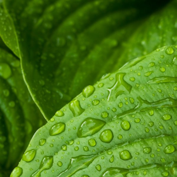 leaf and raindrops