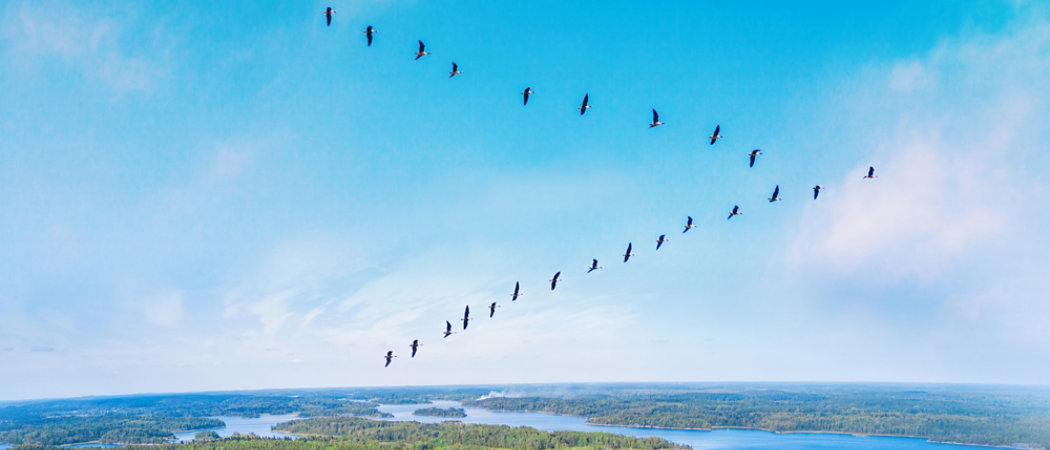 Geese in flying V formation