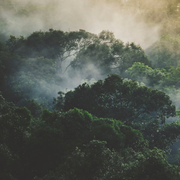 tropical rainforest landscape, forest scenic with jungle tree in green nature, beautiful wild wood foliage plant over the mountain, leaf with rain water, environment park background for travel