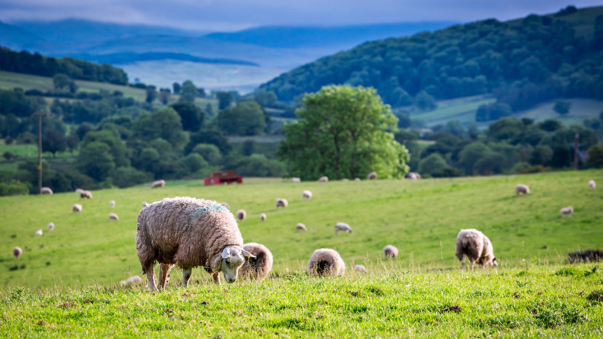 Herd of sheep on green pasture, England