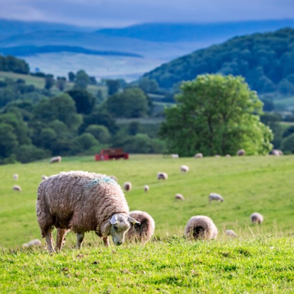 Herd of sheep on green pasture, England