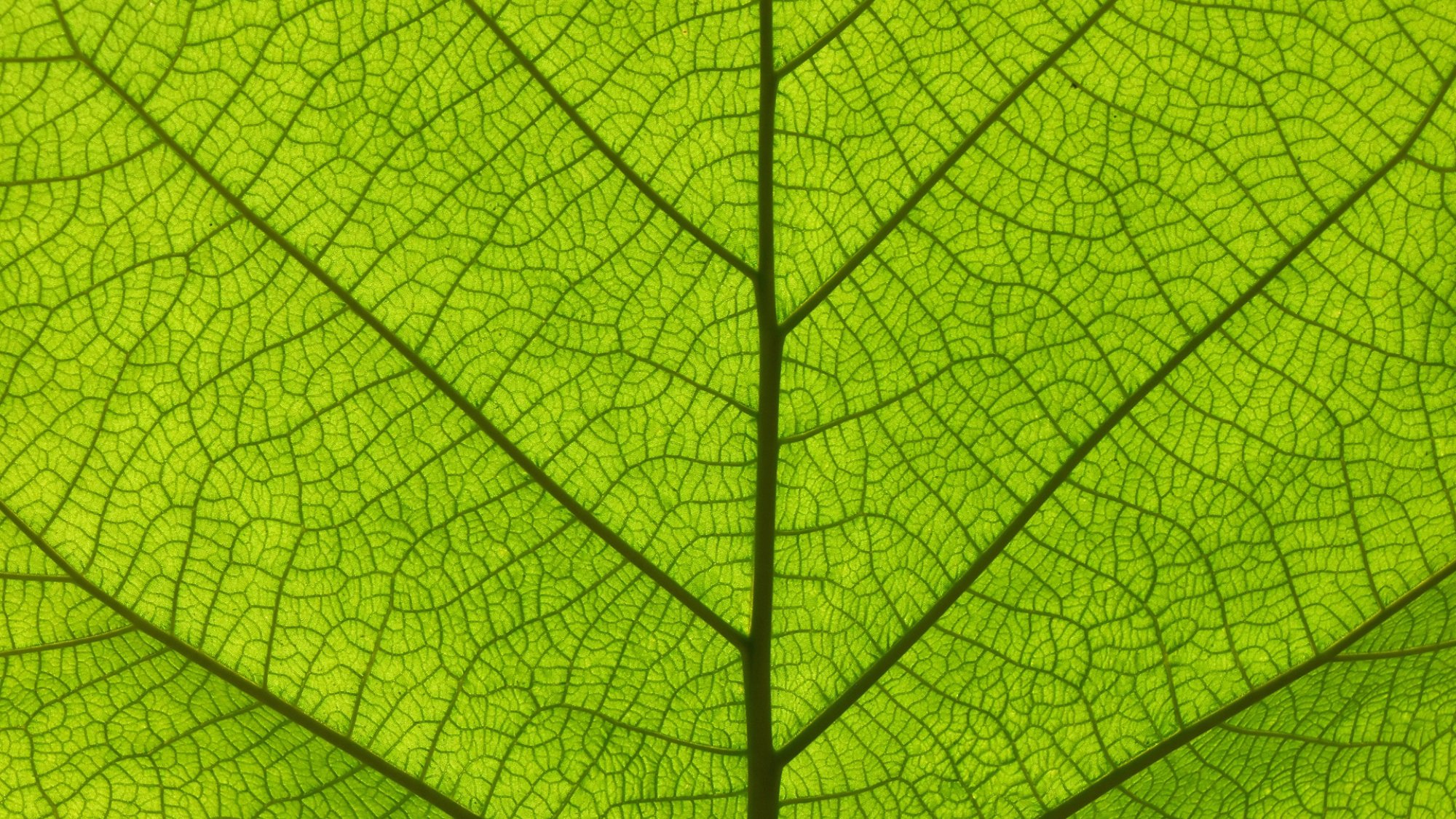 Extreme close up background texture of backlit green leaf veins