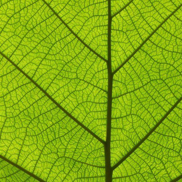 Extreme close up background texture of backlit green leaf veins