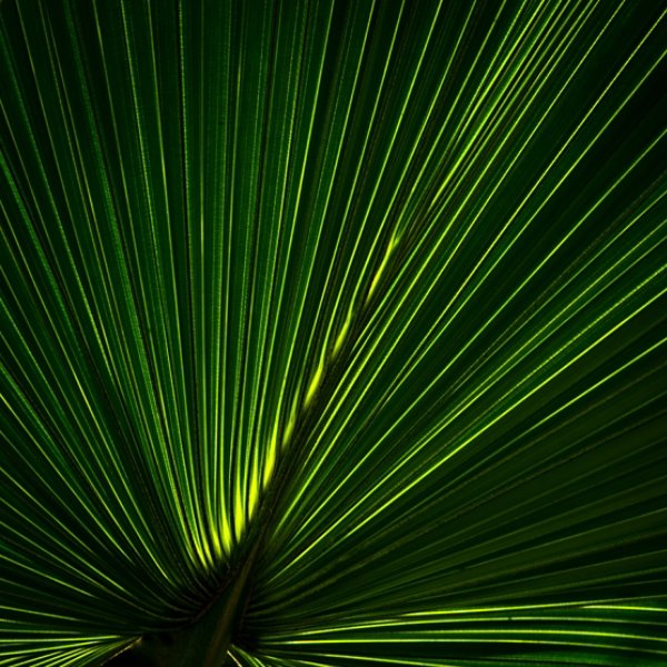 A close-up image of a yellow-green textured palm leaf.