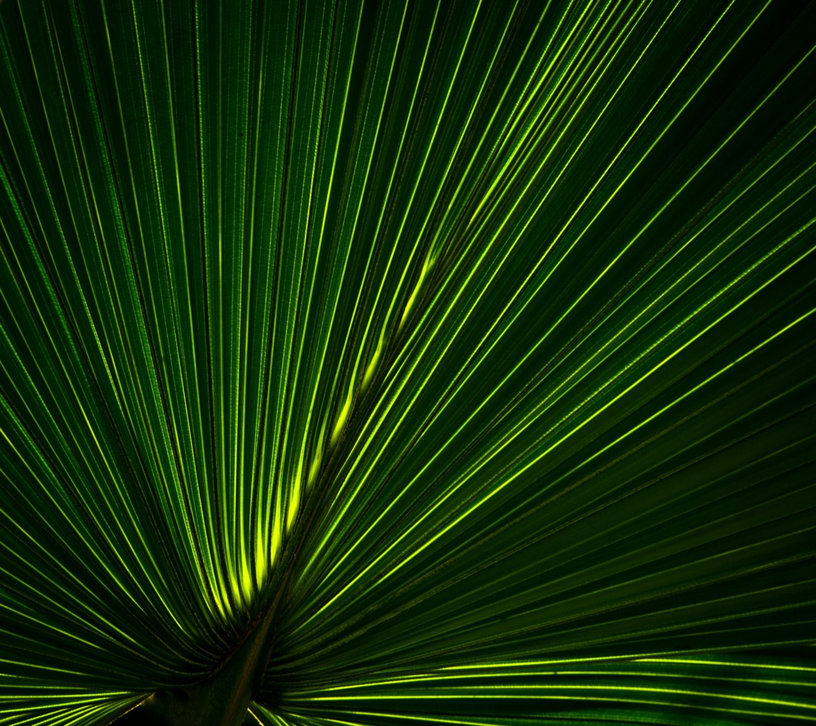 A close-up image of a yellow-green textured palm leaf.