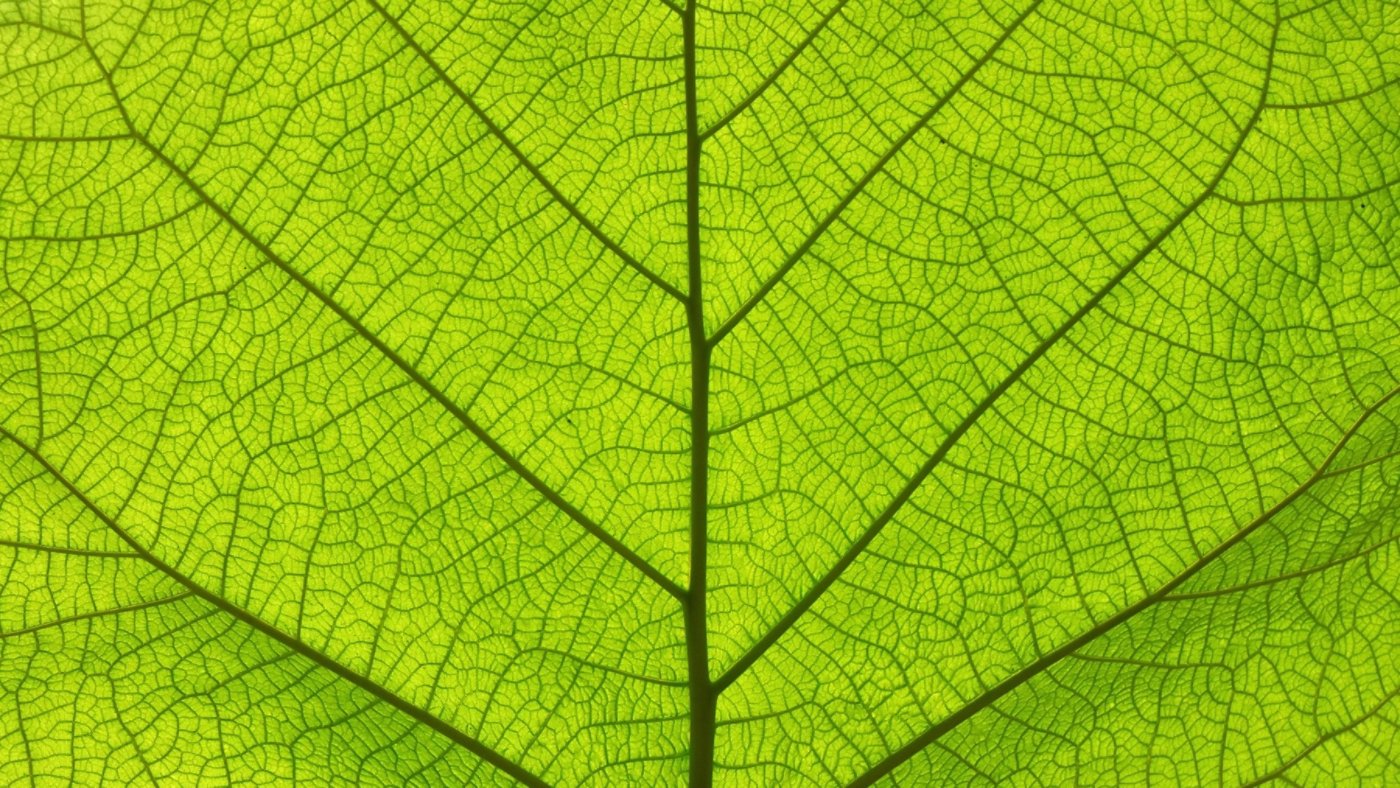 Green Leaf Pattern