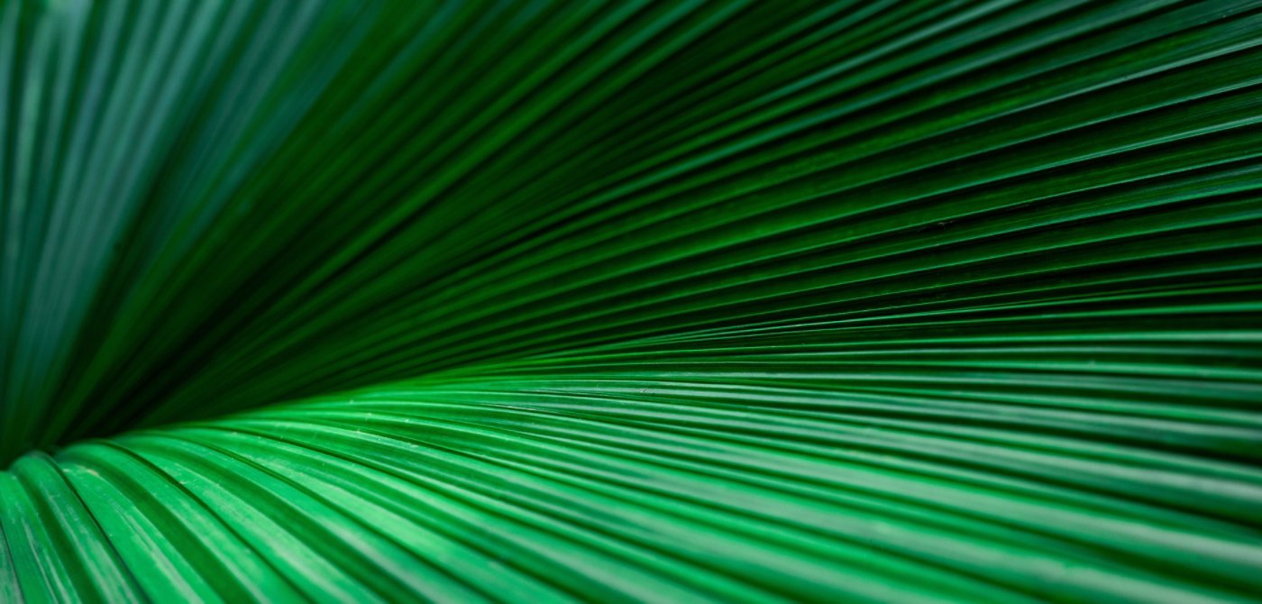 palm leaf closeup AdobeStock_492549930