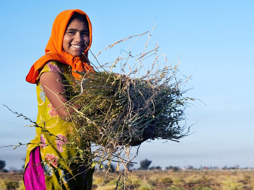 Indian girl working on the farm. near Jaipur, India. 