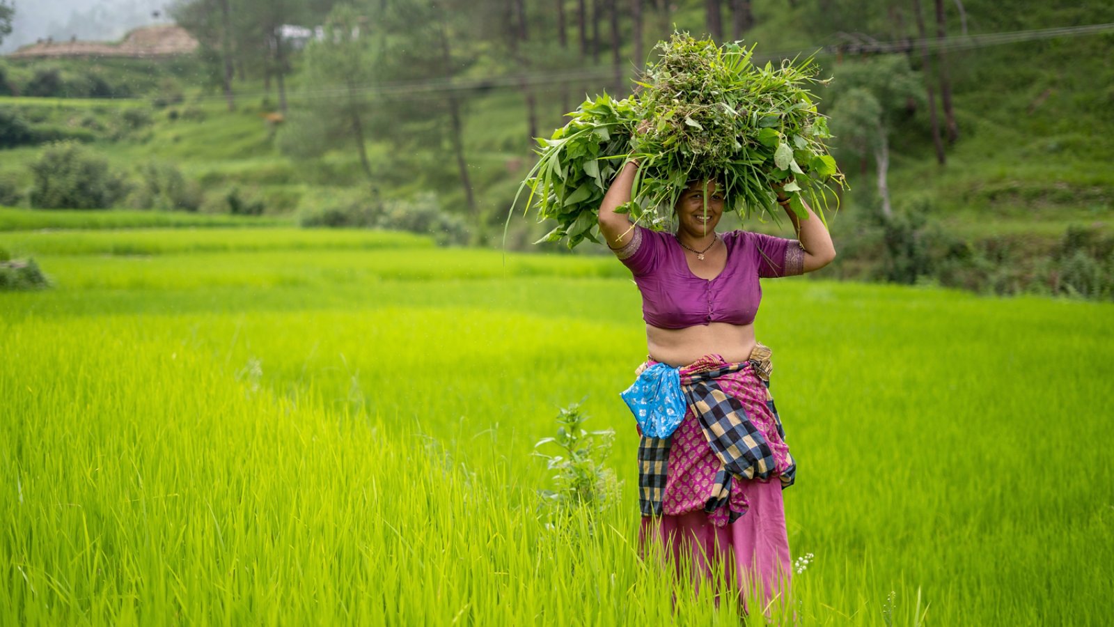 Indian woman carrying grass loads in the irrigated green fields.