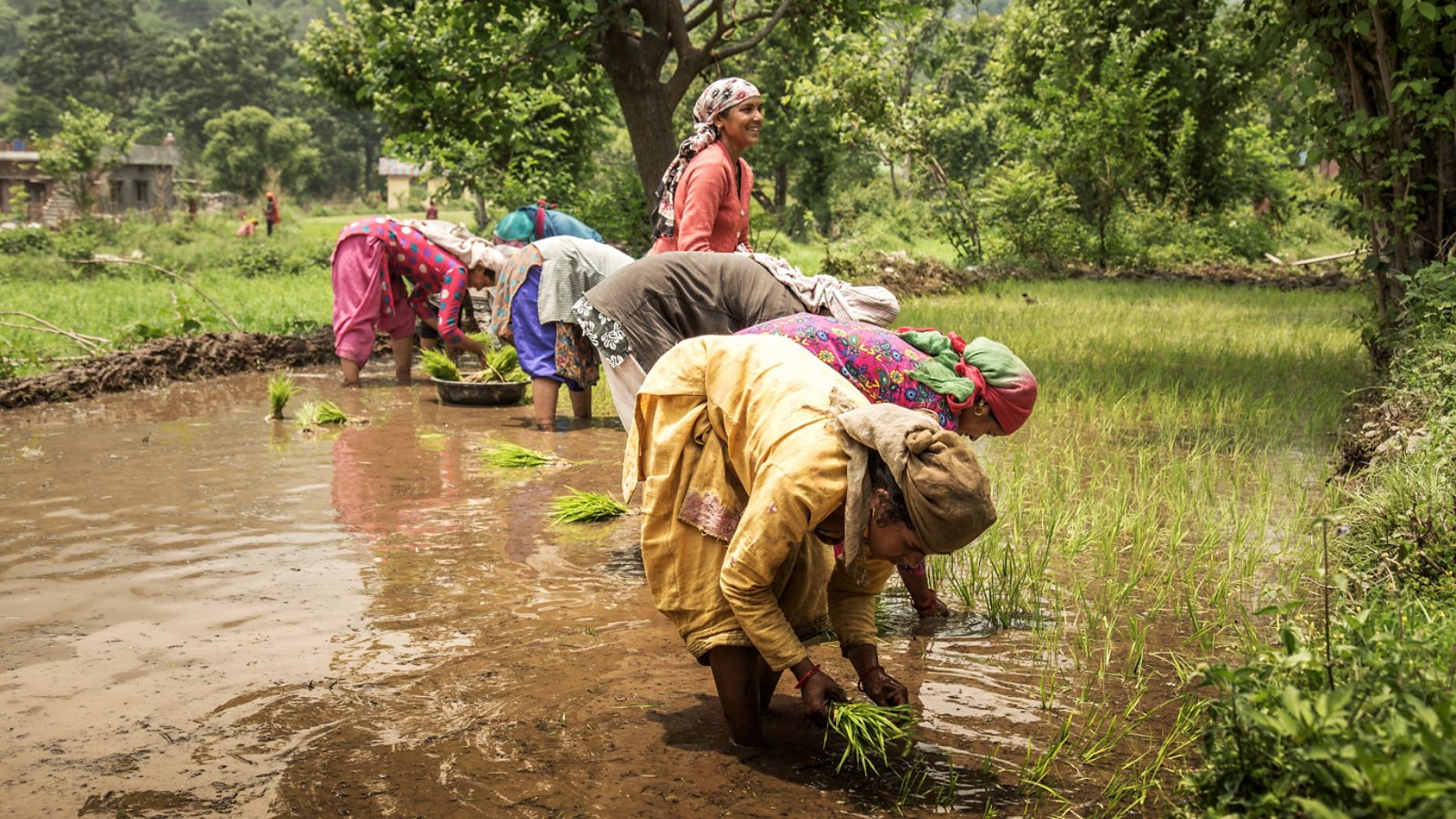 Group of Indian village woman farmers working in a paddy field