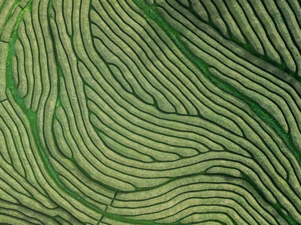 Drone aerial view of the oldest tea plantation in Europe at Gorreana farm field in Sao Miguel sland, Azores, Portugal