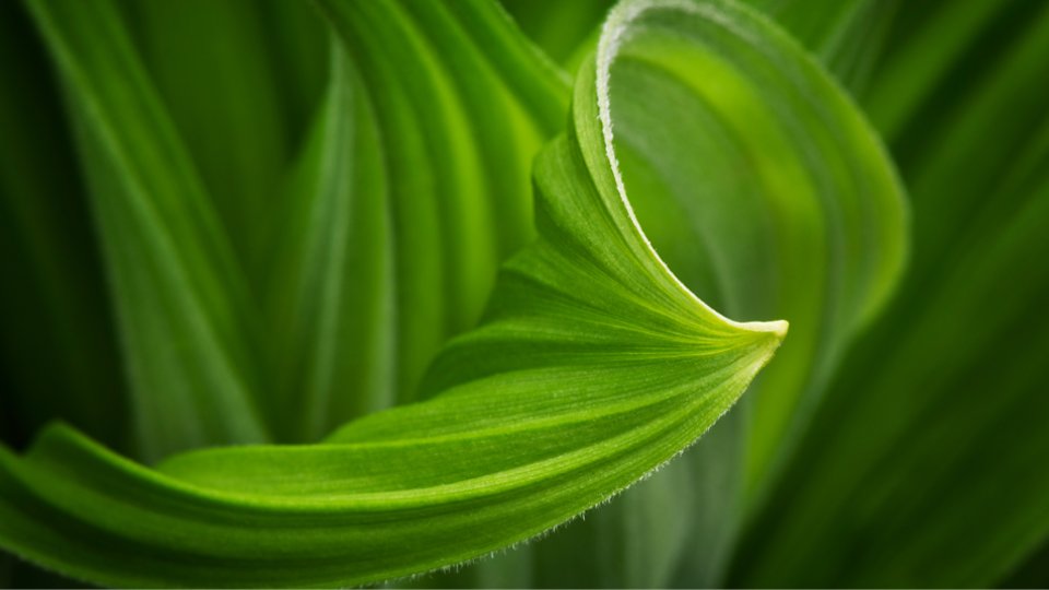 Living systems plant blooming
