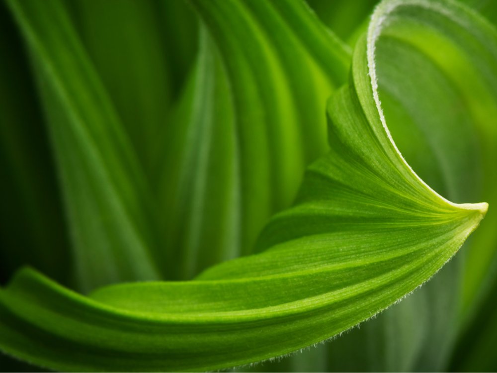 Living systems plant blooming