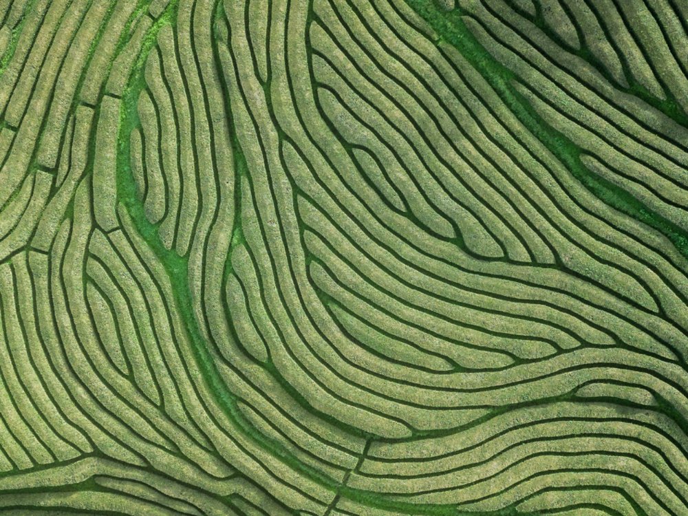 Drone aerial view of the oldest tea plantation in Europe at Gorreana farm field in Sao Miguel sland, Azores, Portugal