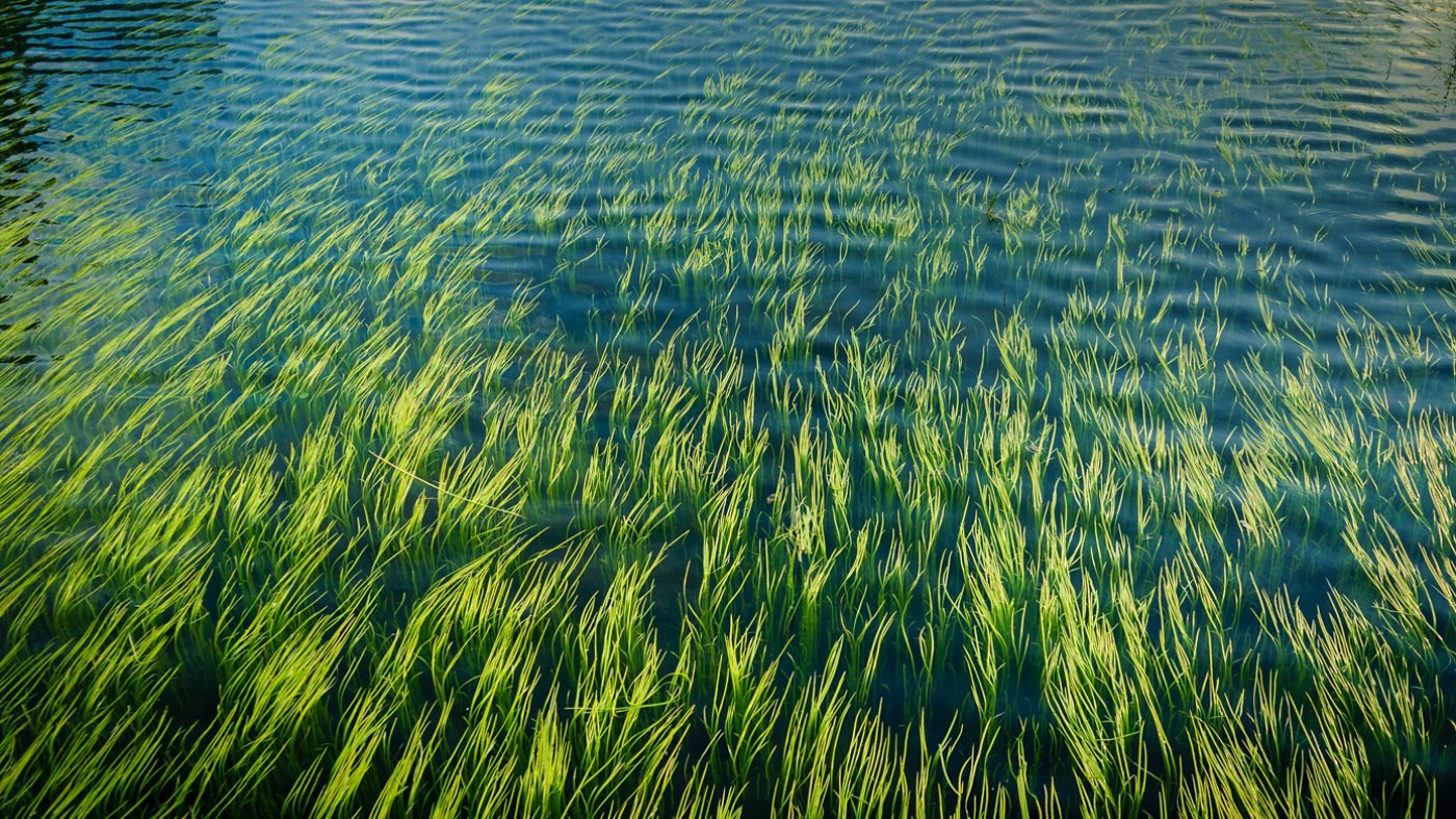 Beautiful aquatic plants in clear water pond