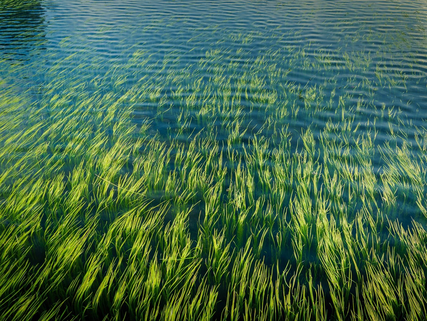 Beautiful aquatic plants in clear water pond