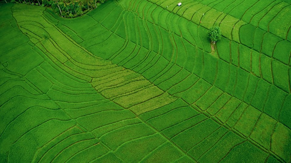 Green and fresh rice fields filled with morning sun. Shot from high angle using drone.