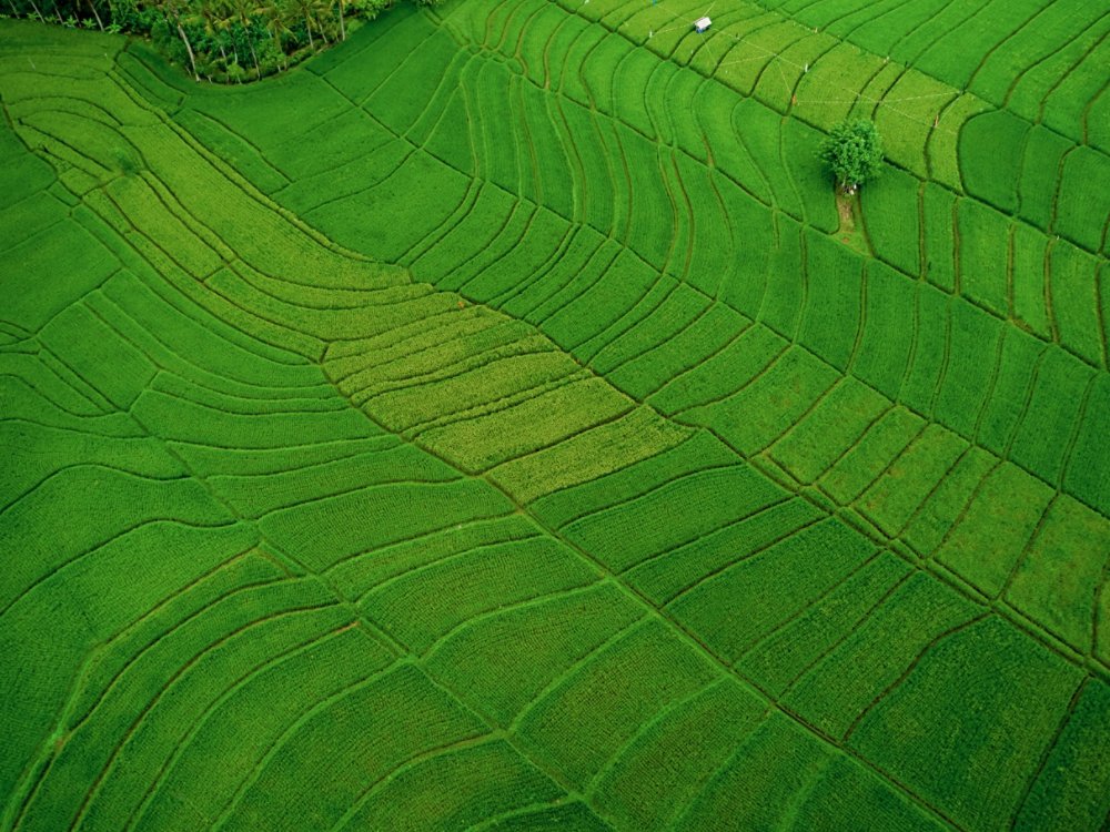 Green and fresh rice fields filled with morning sun. Shot from high angle using drone.