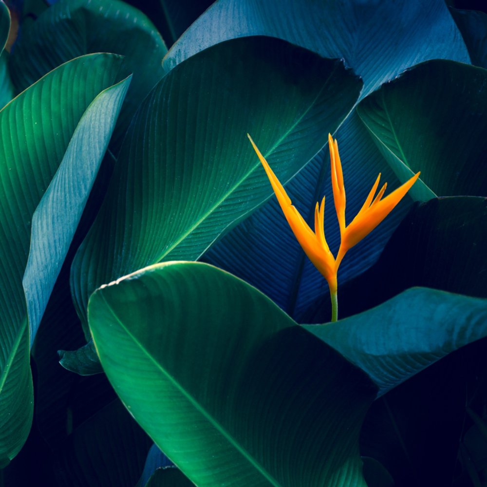 tropical leaves colorful flower on dark tropical foliage nature background dark green foliage nature