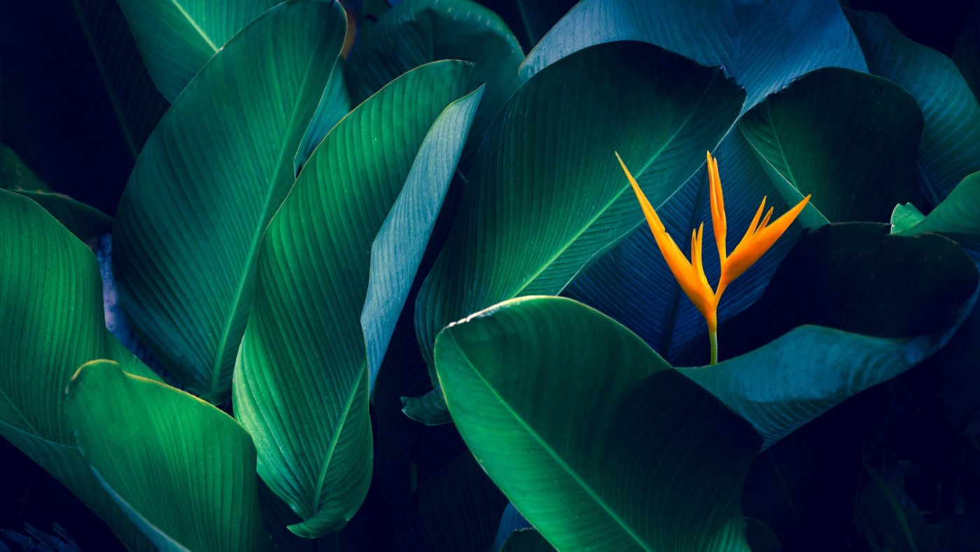 tropical leaves colorful flower on dark tropical foliage nature background dark green foliage nature