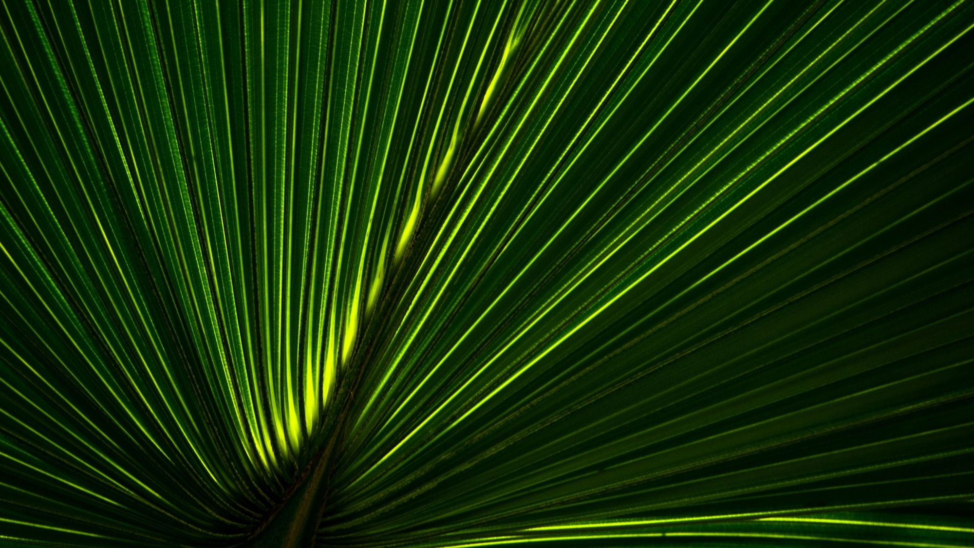 A close-up image of a yellow-green textured palm leaf.