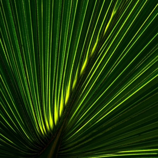 A close-up image of a yellow-green textured palm leaf.