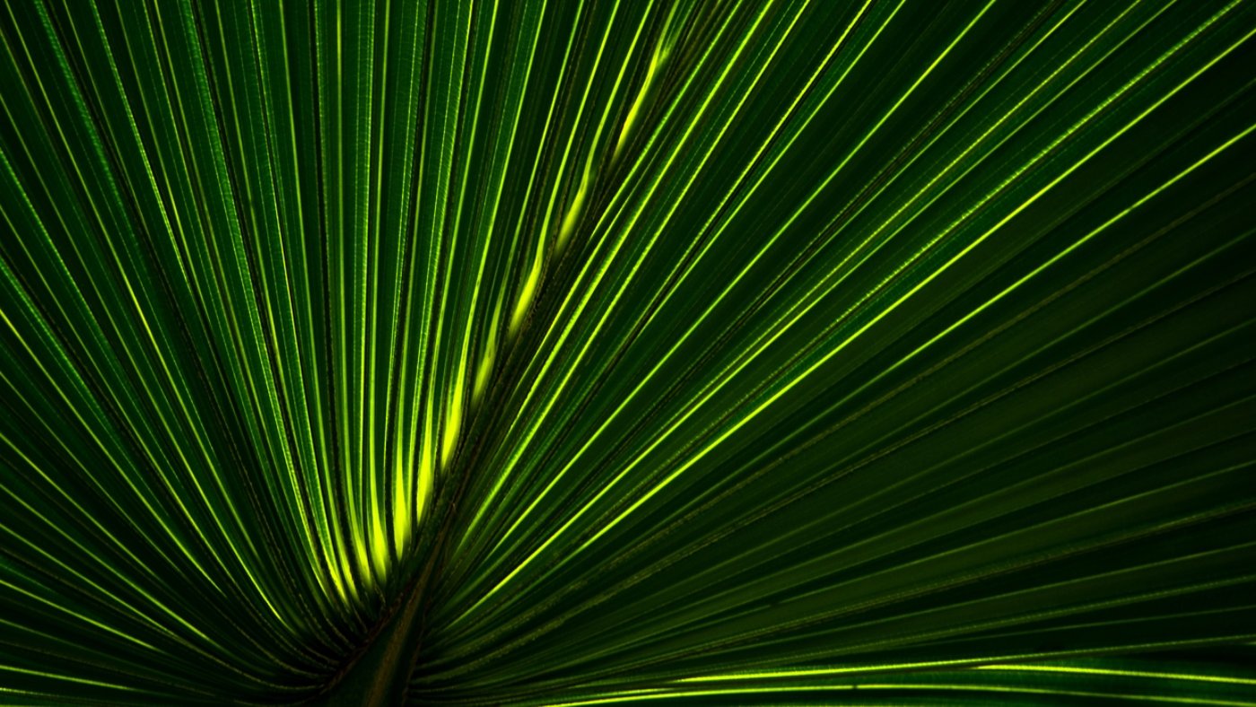 A close-up image of a yellow-green textured palm leaf.