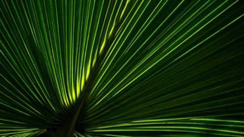 A close-up image of a yellow-green textured palm leaf.