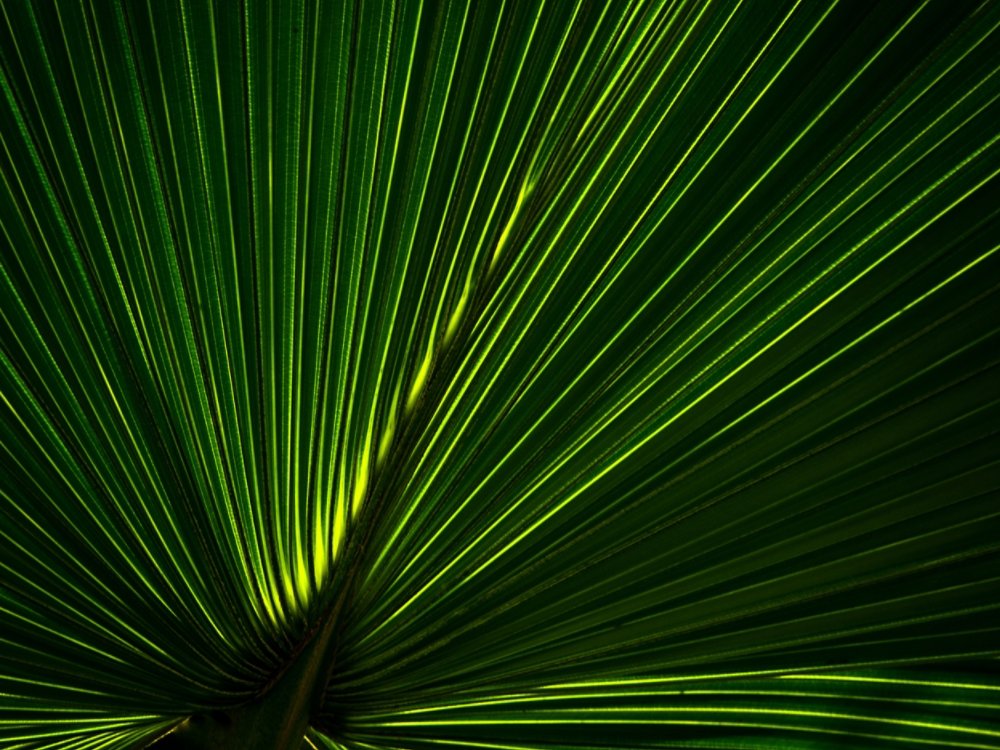 A close-up image of a yellow-green textured palm leaf.