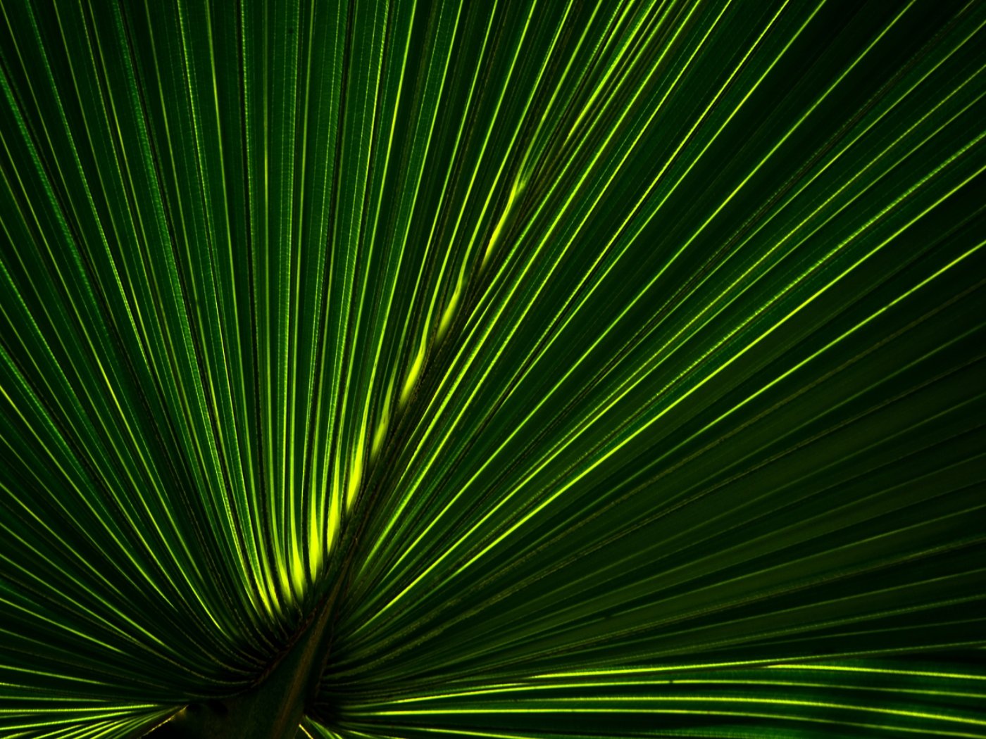 A close-up image of a yellow-green textured palm leaf.
